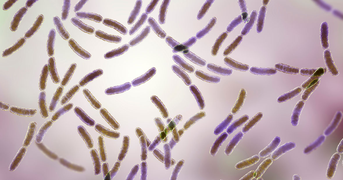 Lactobacillus gasseri